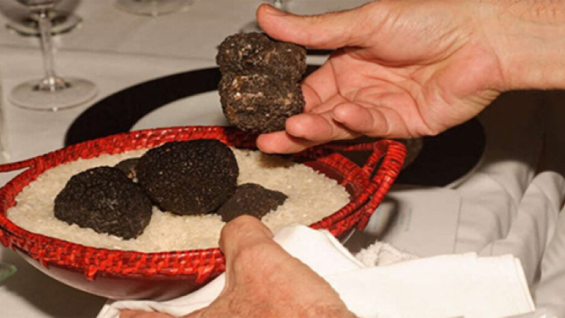 Tout savoir sur la truffe d'été