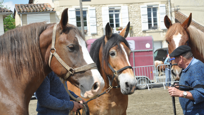 Belle réussite de la fête du cheval qui a enchanté petits et grands