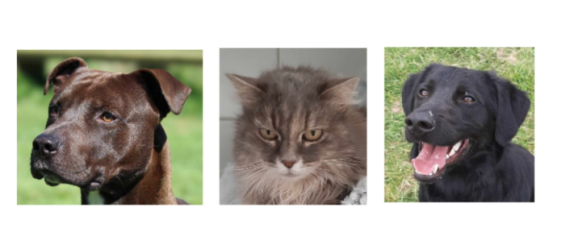 Deux jeunes chiens et une minette à l'honneur cette semaine !