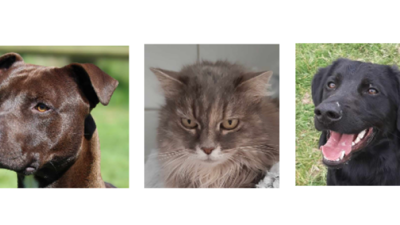 Deux jeunes chiens et une minette à l'honneur cette semaine !