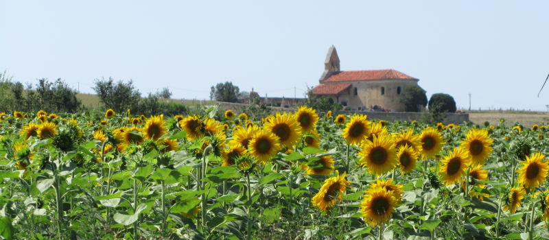 Circuit découverte des orchidées sauvages avec l'association pour la sauvegarde de l'église de Las