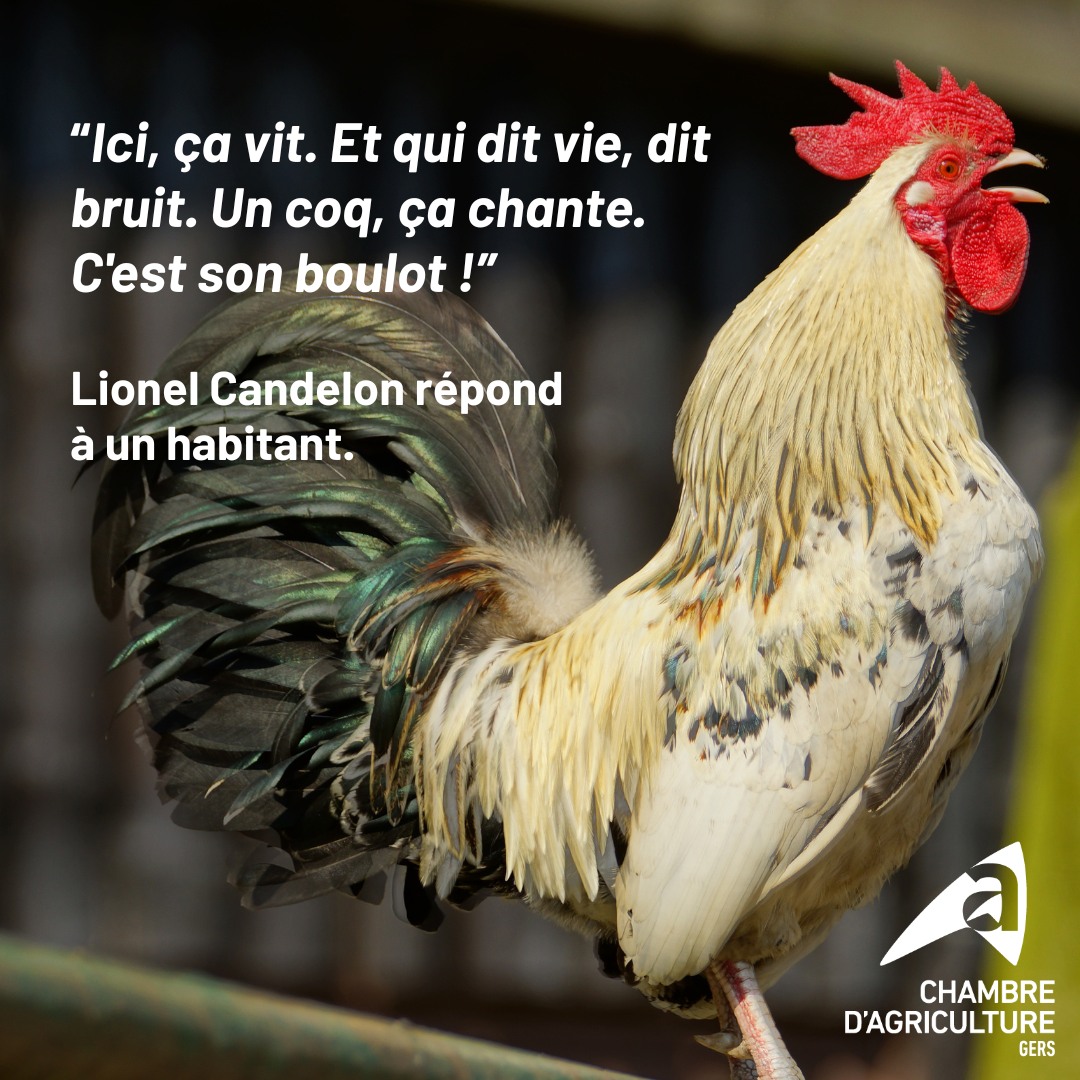 laissez le coq.jpg