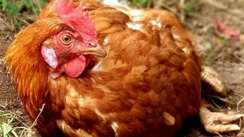 Sauvetage de poules rousses dans le Sud Ouest