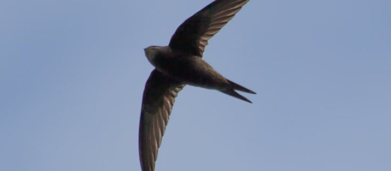 Mardi 6 mai, à l'école Monge, premier cycle "Oiseau, oiseaux"