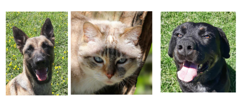 Viper, Rex et Maryline à la une cette semaine