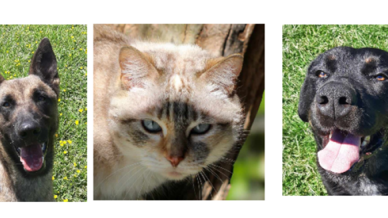 Viper, Rex et Maryline à la une cette semaine