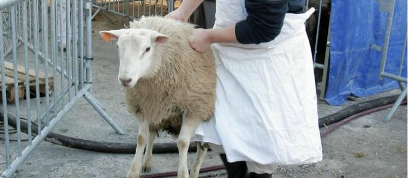 Abattage rituel ovin : célébration de la fête religieuse musulmane de l’aïd el-Kebir