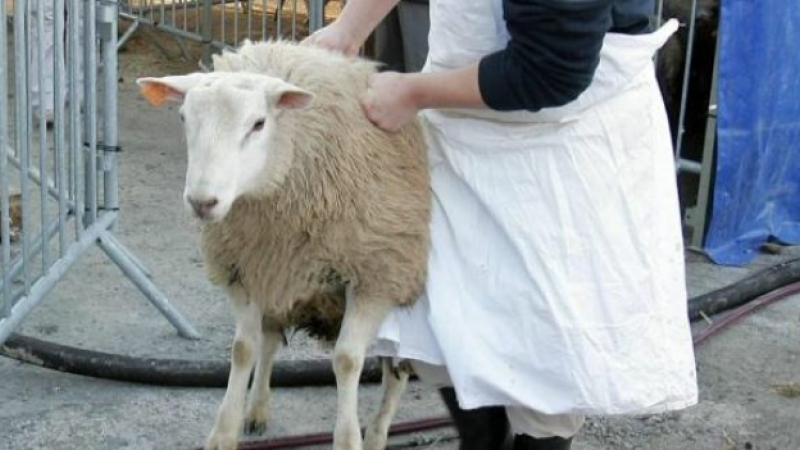 Abattage rituel ovin : célébration de la fête religieuse musulmane de l’aïd el-Kebir