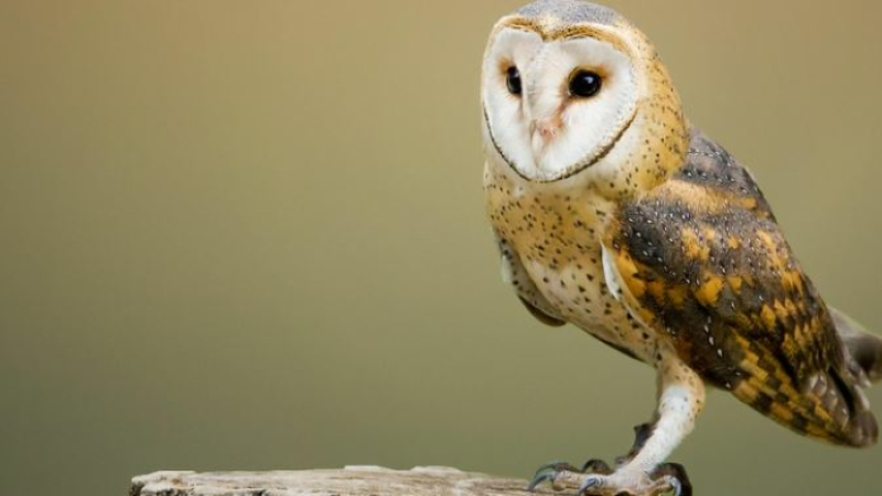 Deux gites à chouettes effraies installés sous le toit de la chapelle du cimetière