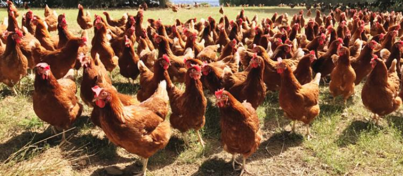 Indemnisation économique des élevages de poules pondeuses