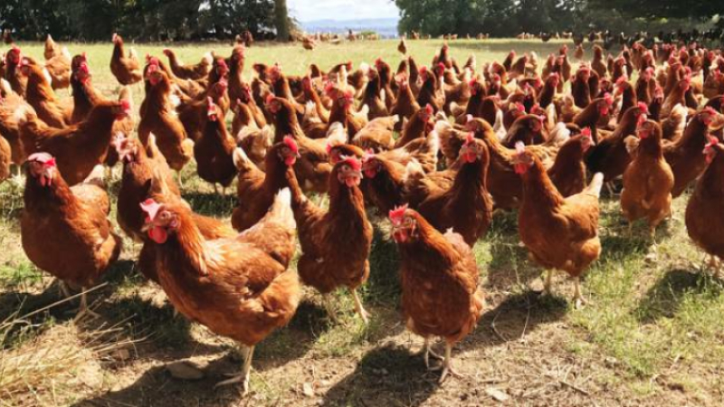 Indemnisation économique des élevages de poules pondeuses
