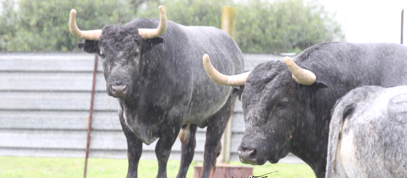 Feria del toro 2025 : corrida du samedi avec des Saltillo