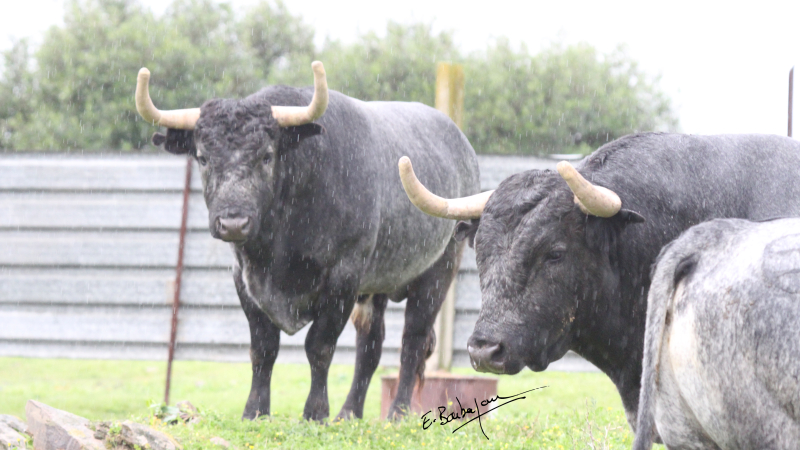Feria del toro 2025 : corrida du samedi avec des Saltillo