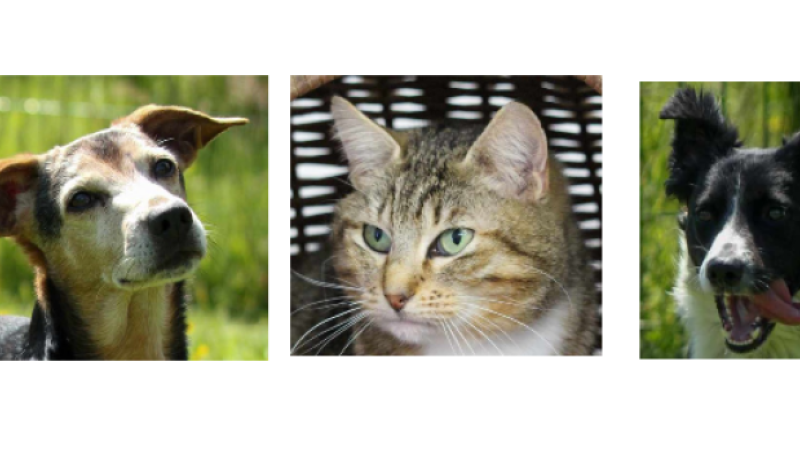 Rico, Bandit et Calinette à la une pour ce dernier jour du mois de mai !