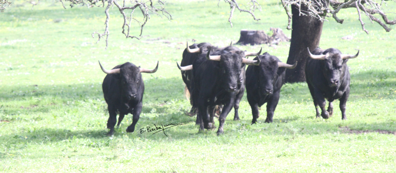 Feria del toro 2025 : les Dolores Aguirre pour la corrida du dimanche à 18 h