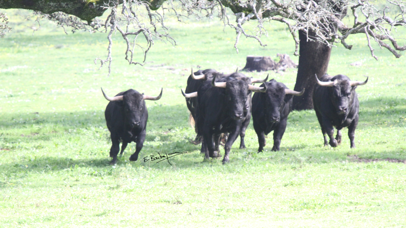 Feria del toro 2025 : les Dolores Aguirre pour la corrida du dimanche à 18 h