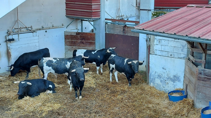 Feria del toro 2025 : visite des toros