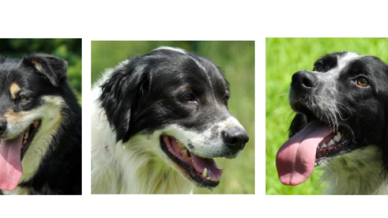 Bichette, Oscar et le jeune Tiago à l'honneur cette semaine !