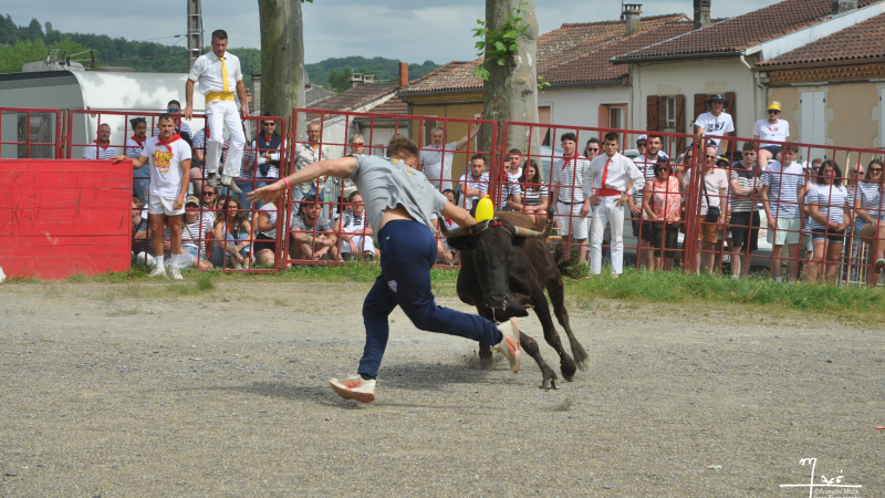 Pentecôtavic 2025 : arènes démontables et fête foraine sur le foirail