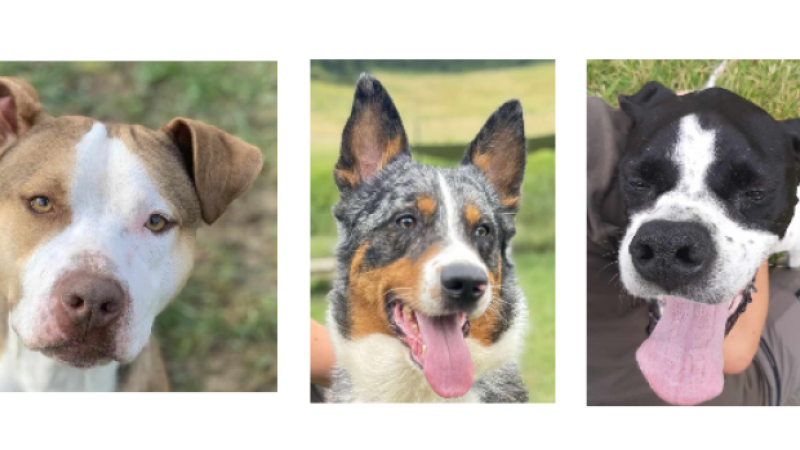Les trois boules d'énergie de la semaine !