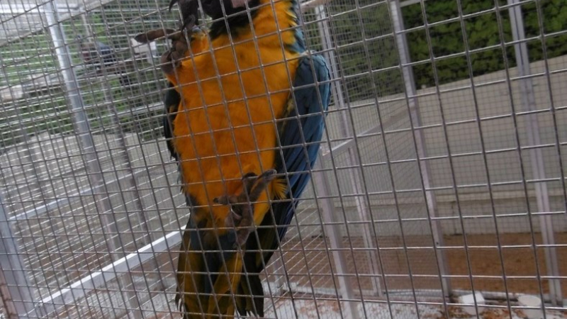 Expo-vente d'aviculture  avec la SACCOG