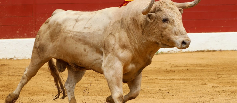 Prix de la Feria del Toro de Pentecôte 2025 accordés par la Commission taurine du Club Taurin Vicois