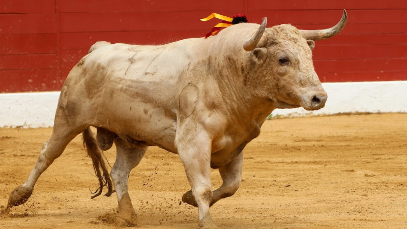 Prix de la Feria del Toro de Pentecôte 2025 accordés par la Commission taurine du Club Taurin Vicois