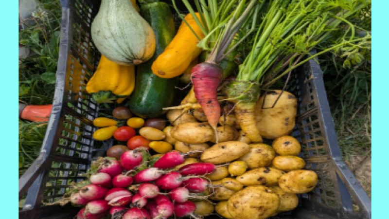 Vous y trouverez des légumes bio et locaux !