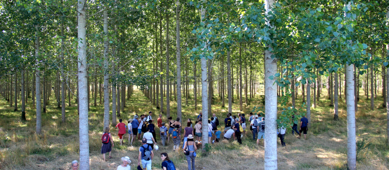 Paysages in Marciac 2025 :  “Le Génie de l’Arbre” au coeur de la 17ème édition