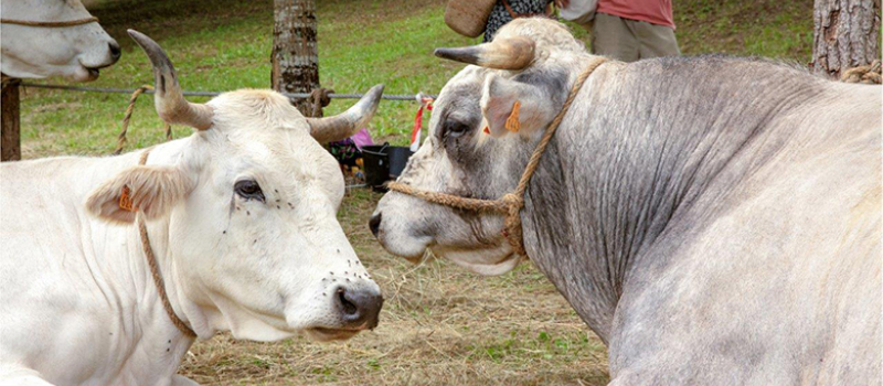La traditionnelle Foire de la Madeleine,