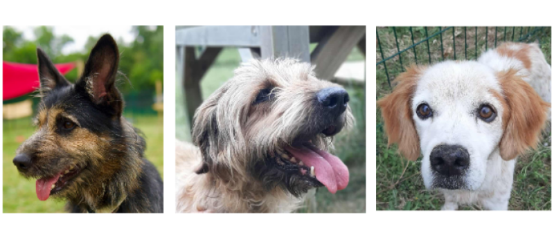Seiya, Rufus et Junior, les trois nouveaux venus de la semaine !