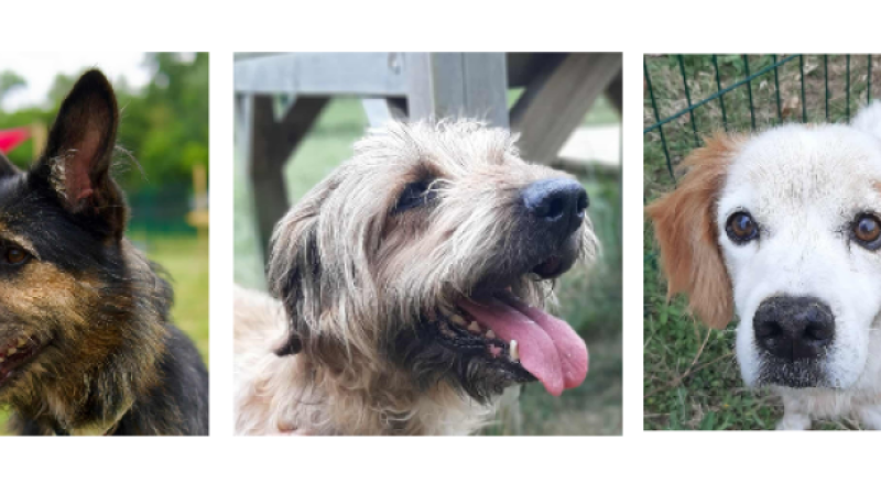 Seiya, Rufus et Junior, les trois nouveaux venus de la semaine !