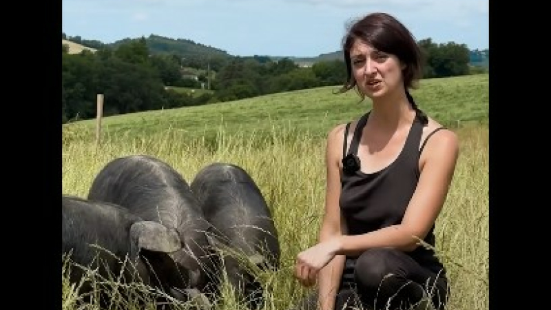 Les porcs noirs gascons