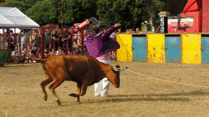 Spectacle, émotion et traditions gasconnes dans l’arène !
