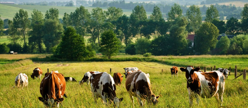 Dermatose nodulaire contagieuse et abattages de troupeaux laitiers en Savoie : la Confédération paysanne communique