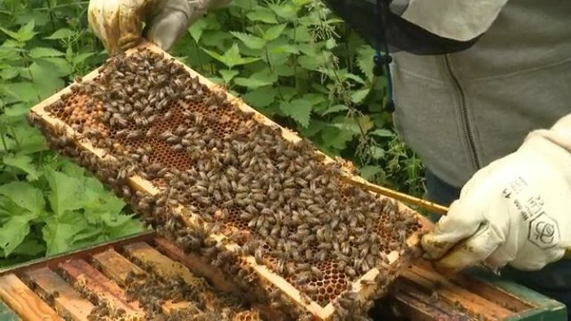 Communiqué del’Union Nationale de l’Apiculture Française (UNAF) sur la loi Duplomb : si le Conseil constitutionnel ne censure pas, le président Macron doit agir
