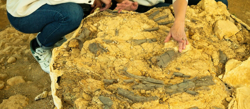 Visites guidées du site paléontologique de Béon