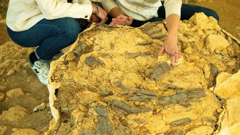 Visites guidées du site paléontologique de Béon