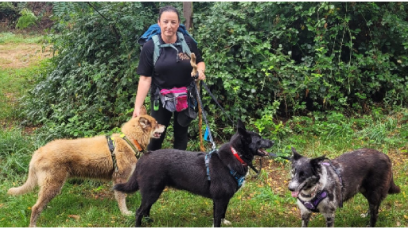 Chemin de Saint-Jacques de Compostelle : Aurélie et ses trois husky recherchent leur chauffeur !