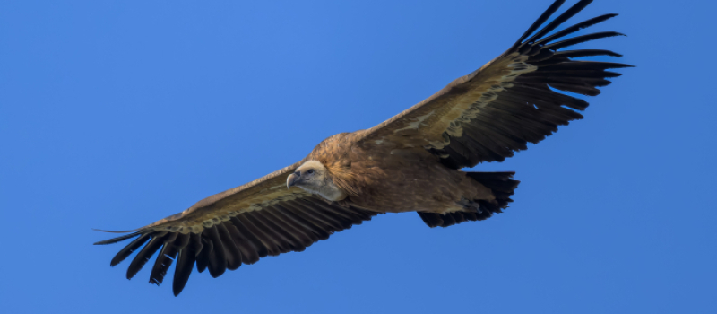 Vautours dans le Gers : la Ligue pour la Protection des Oiseaux communique