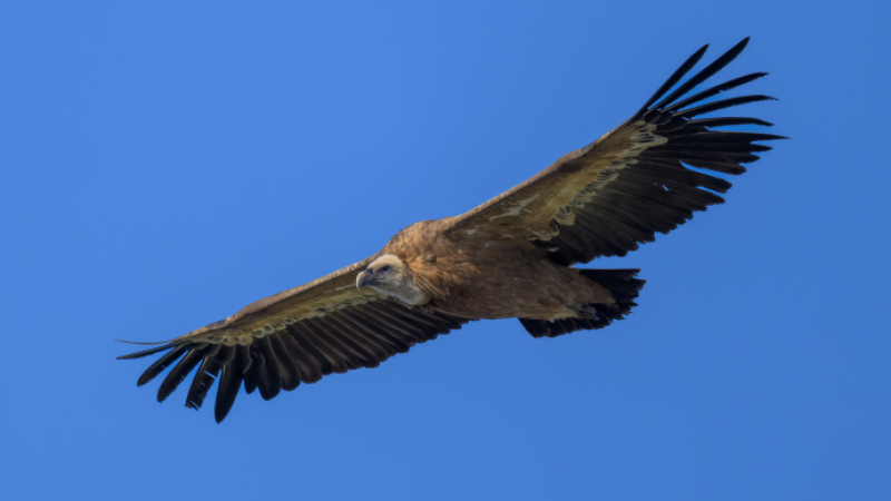 Vautours dans le Gers : la Ligue pour la Protection des Oiseaux communique