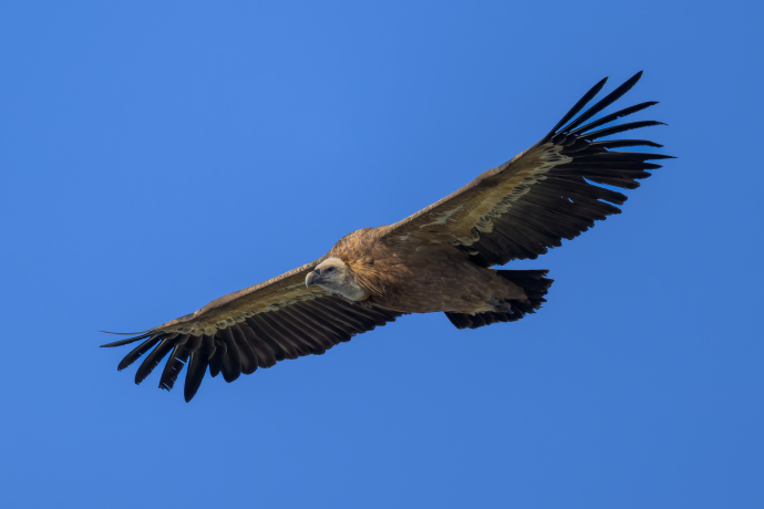 Vautour-fauve©iStock-1742346607.jpg