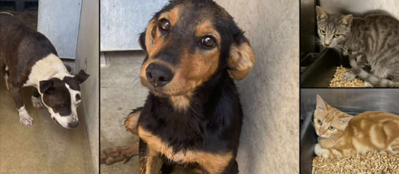 Acte indigne : abandon de 10 chiens et d'une dizaine de chats !