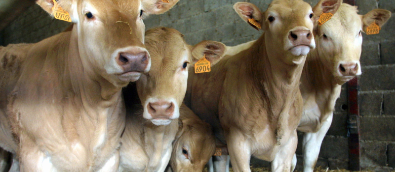 DNC bovine : pas de crainte, mais de l’info pour les agriculteurs gersois