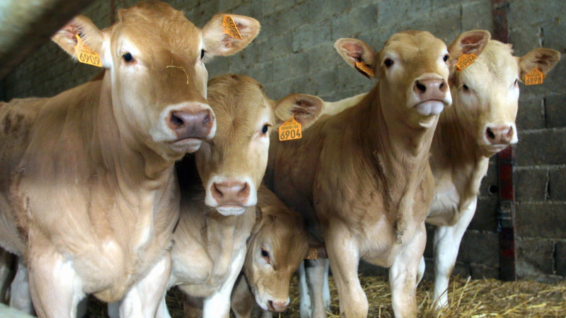 DNC bovine : pas de crainte, mais de l’info pour les agriculteurs gersois