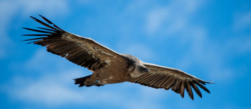 Interactions entre vautours et animaux d’élevage : connaissances scientifiques versus perception des éleveurs