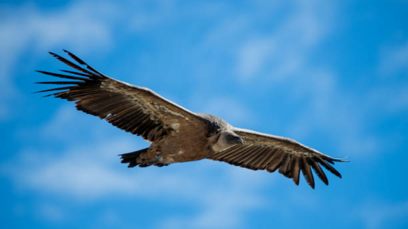 Interactions entre vautours et animaux d’élevage : connaissances scientifiques versus perception des éleveurs