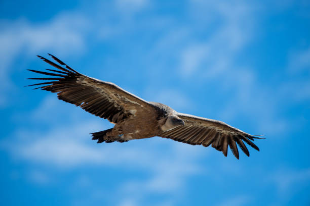istockphoto-1800152603-612x612.jpg