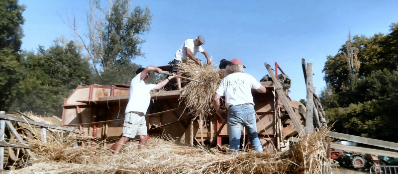 Battage à l'ancienne sous la canicule