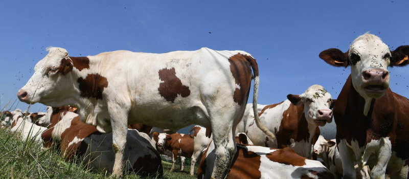 Dermatose Nodulaire Bovine : ne sacrifions pas les Savoie pour une posture autoritaire